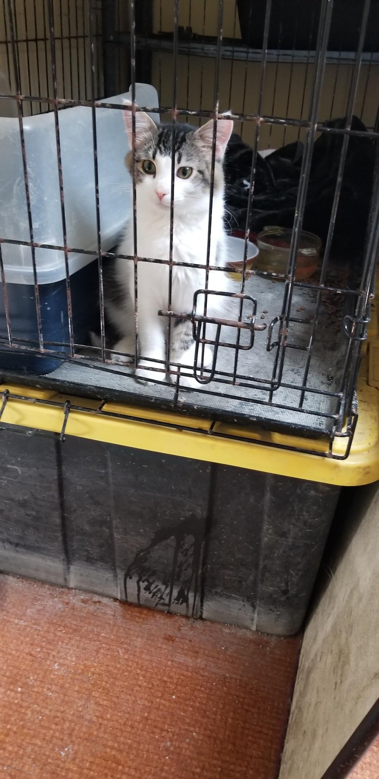 Barnaby, a 14-year-old Maine Coon Mix at Rita's Cat Rescue sanctuary