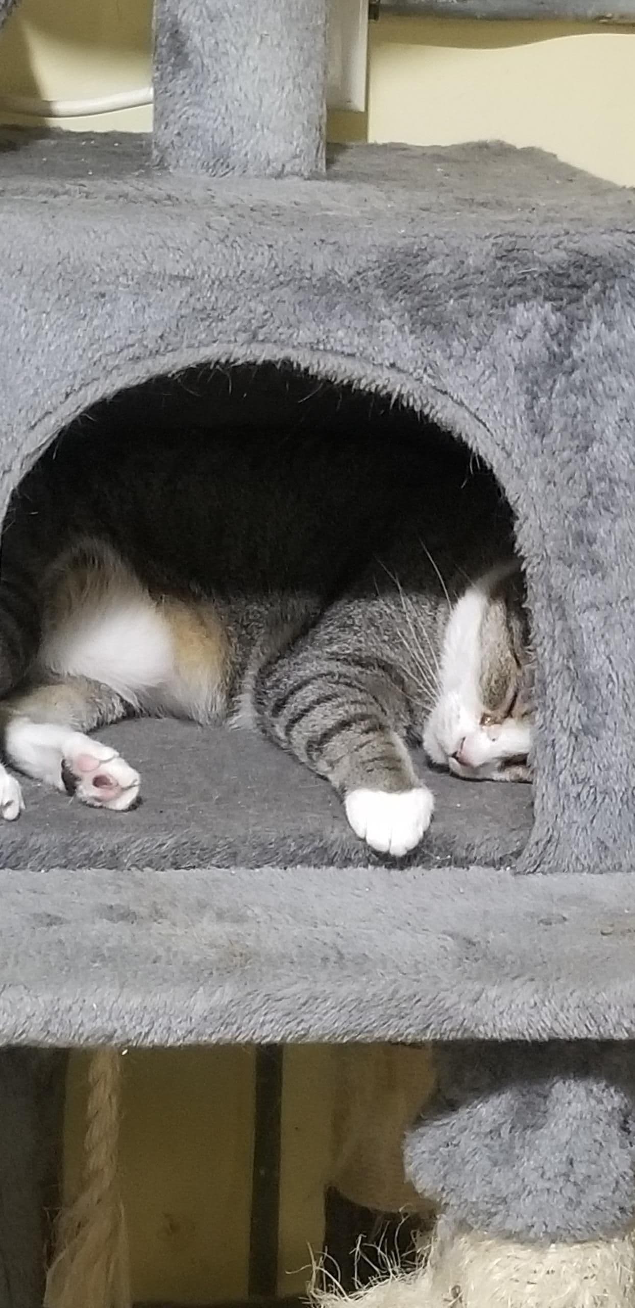 Duchess, a 11-year-old Tortoiseshell at Rita's Cat Rescue sanctuary