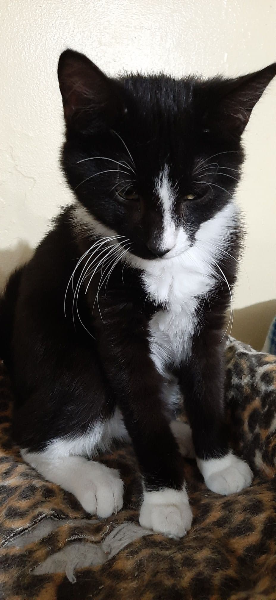 Captain Hook, a 6-year-old Domestic Shorthair at Rita's Cat Rescue sanctuary