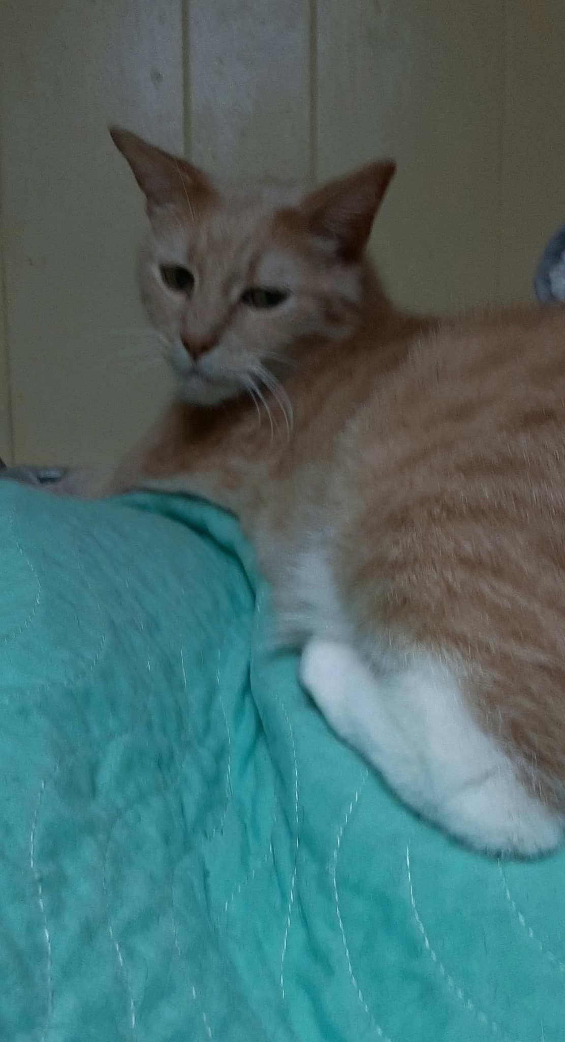 Sugar, a 9-year-old Siamese Mix resident at Rita's Cat Rescue