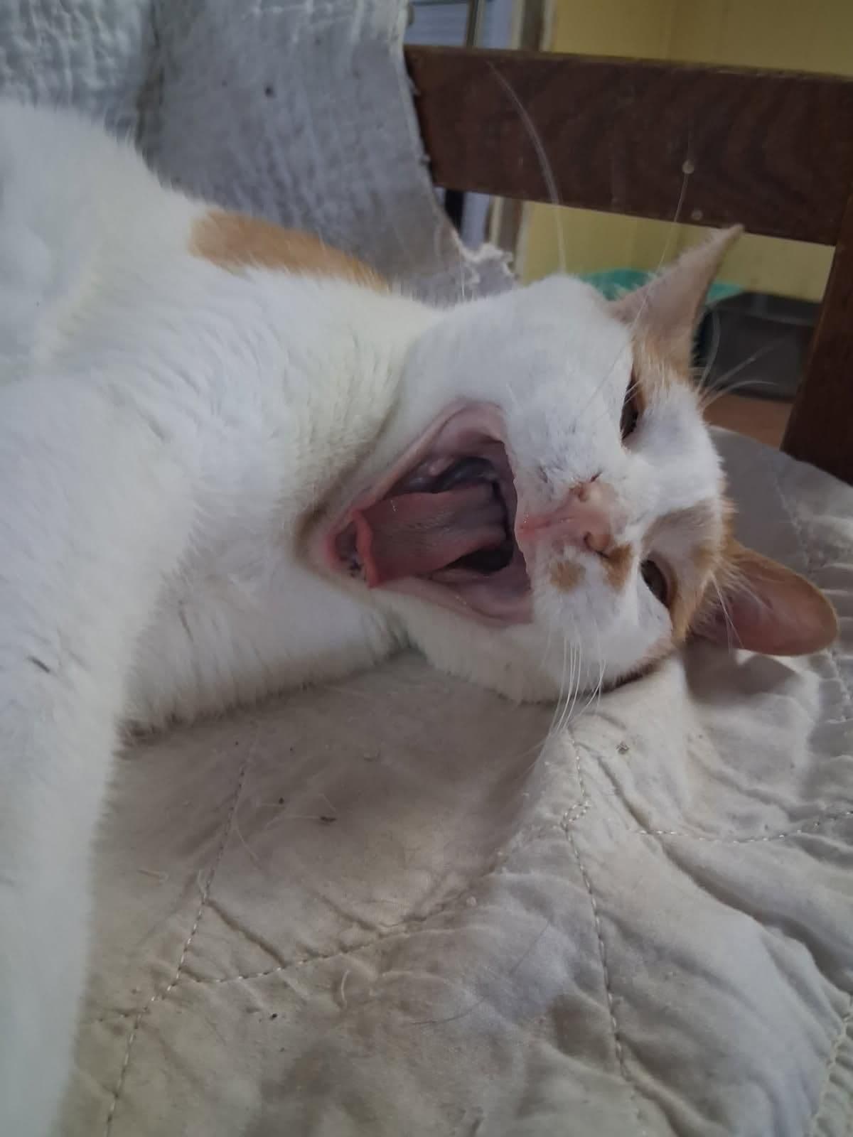 Periwinkle, a 16-year-old Persian Mix at Rita's Cat Rescue sanctuary