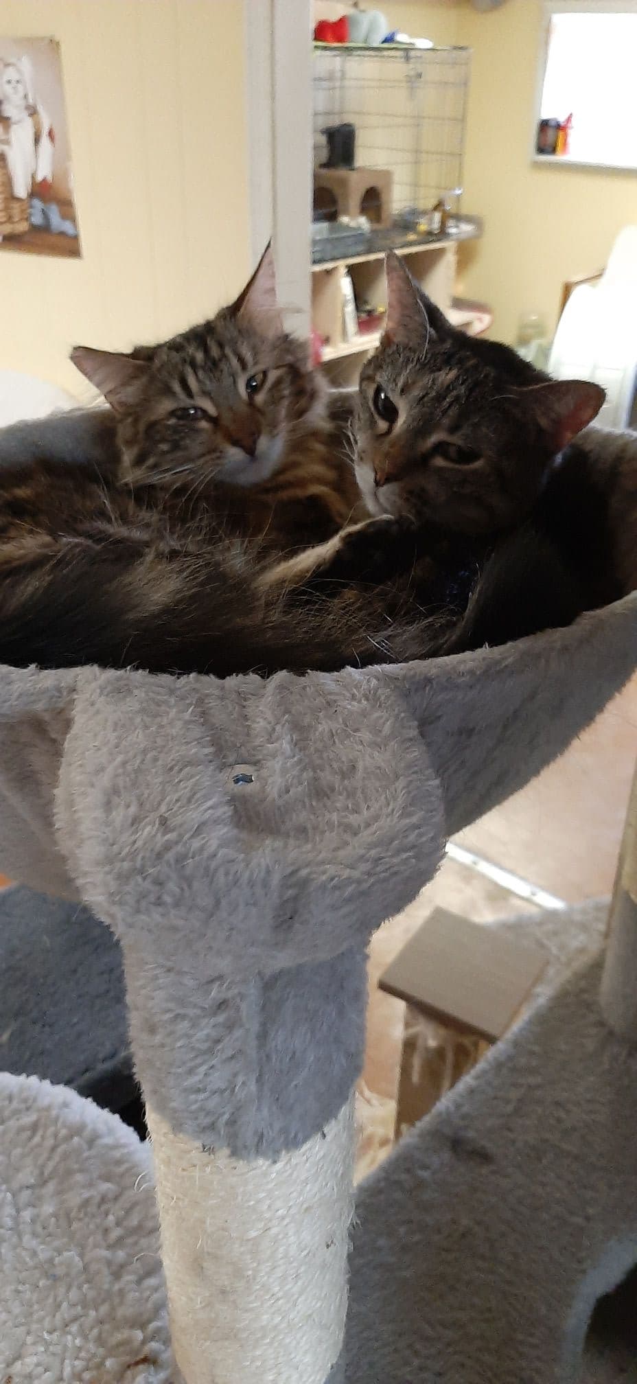 Mango, a 4-year-old Orange Tabby at Rita's Cat Rescue sanctuary