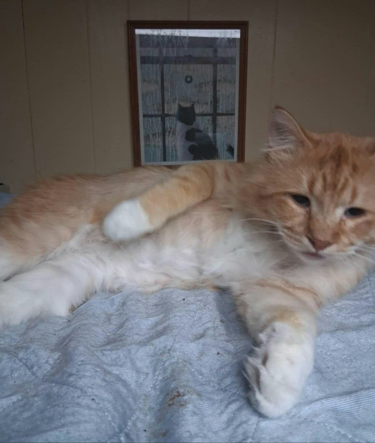 Ophelia, a 12-year-old Calico at Rita's Cat Rescue sanctuary