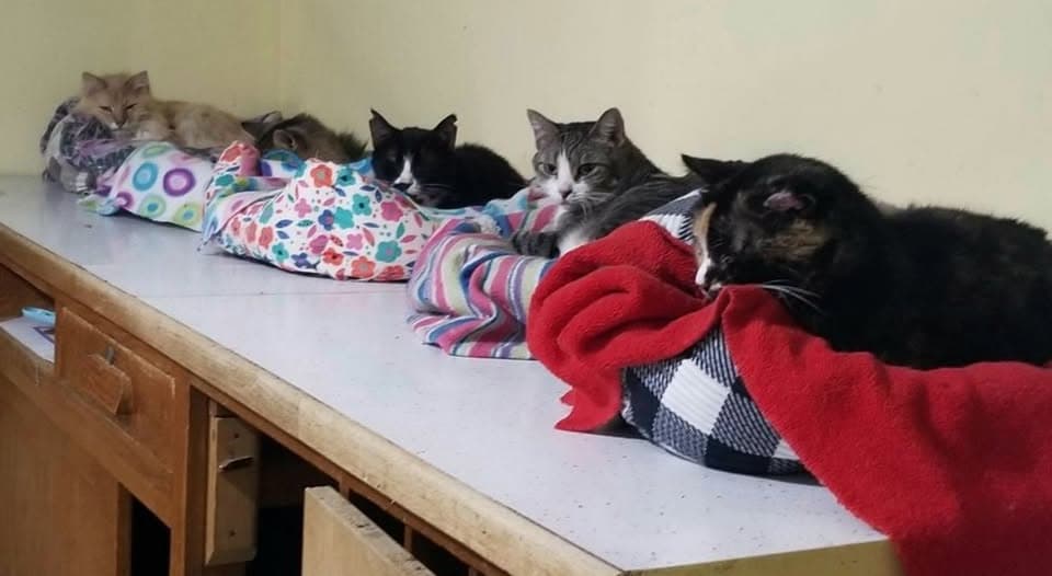 Inside the sanctuary at Rita's Cat Rescue